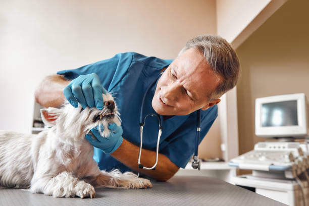 Best Emergency Dental Care for Abscessed Tooth in Quinnesec, MI